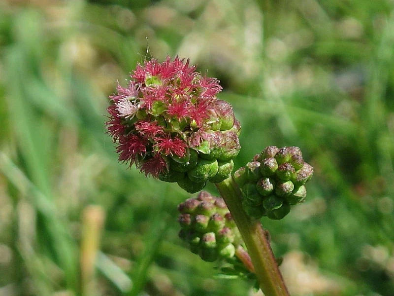 Salad Burnet Seeds 50+ Sanguisorba minor Herb for Culinary & Garden Use, Easy to Grow, Non-GMO, USA