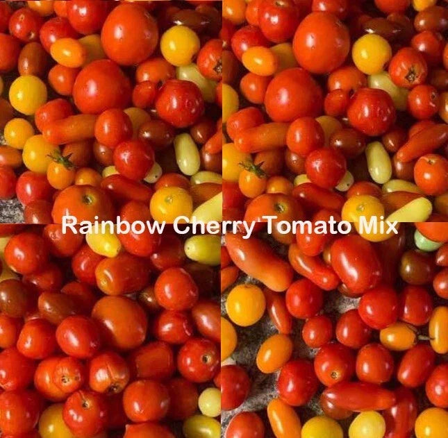Rainbow Cherry Tomato Seeds Mix - Heirloom Non-GMO Indeterminate - 100 Seeds for Home Garden, Vegetable, Solanum lycopersicum