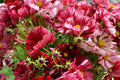 Velouette Cosmos Seeds - 200+ Pack, Colorful Annual Flower, Cosmos bipinnatus, Garden Planting, Easy to Grow, Pollinator Attracting