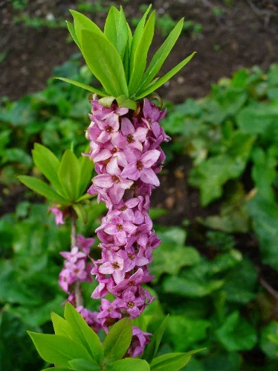Daphne mezereum Seeds - Fragrant Paradise Plant Shrub for Gardening - 10 Seeds