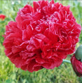 Organic Red Frosted Breadseed Poppy Seeds – Papaver somniferum, 200 Seeds for Garden, Cut Flowers & Pollinator Attraction