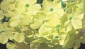 Yellow Phlox Seeds - Perennial Flower Seeds for Garden, Phlox paniculata, Attracts Bees & Butterflies, 50 Seeds