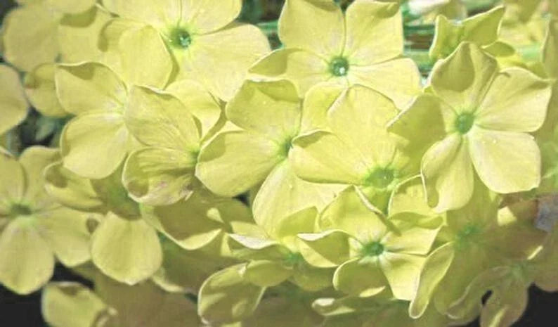 Yellow Phlox Seeds - Perennial Flower Seeds for Garden, Phlox paniculata, Attracts Bees & Butterflies, 50 Seeds