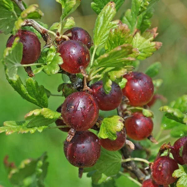Jeanne Gooseberry Live Rooted Plant, Edible Ribes uva-crispa Shrub for Zones 3-7, Compact Berry Bush