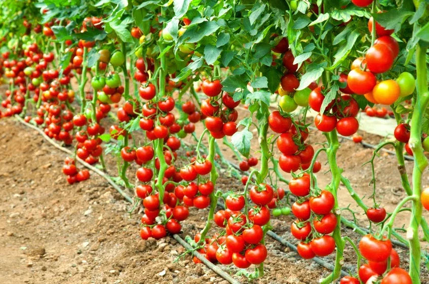 Early Cascade Tomato Seeds – Organic Heirloom Non-GMO, Indeterminate, 120+ Seeds for Home Garden, Juicy, Early Maturing, Container & In-Ground Planting