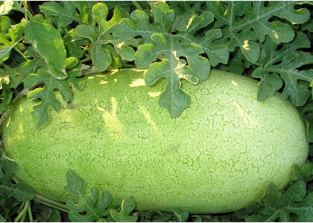 20 Seeds Charleston Grey Watermelon Heirloom Seeds Citrullus lanatus Pale Green Skin Fruit