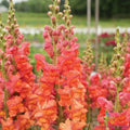 Monaco Orange Snapdragon Seeds - 1000+ Count, Antirrhinum majus, Garden Planting, Vibrant Orange Flowers, Easy Grow, USA Free Shipping
