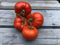 Sub Arctic Plenty Tomato Seeds - Organic Heirloom Non-GMO, Fast Growing, Juicy Small Tomatoes, Solanum lycopersicum, 10+ Seeds