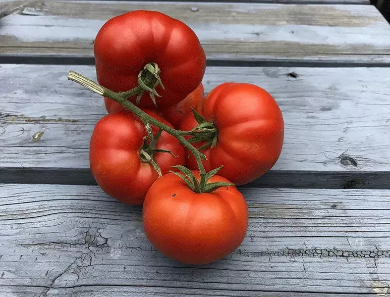 Sub Arctic Plenty Tomato Seeds - Organic Heirloom Non-GMO, Fast Growing, Juicy Small Tomatoes, Solanum lycopersicum, 10+ Seeds