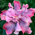 Rooted Tropical Hibiscus Plant - Marianne Charleton Bare Root Hibiscus rosa-sinensis for Garden or Indoor