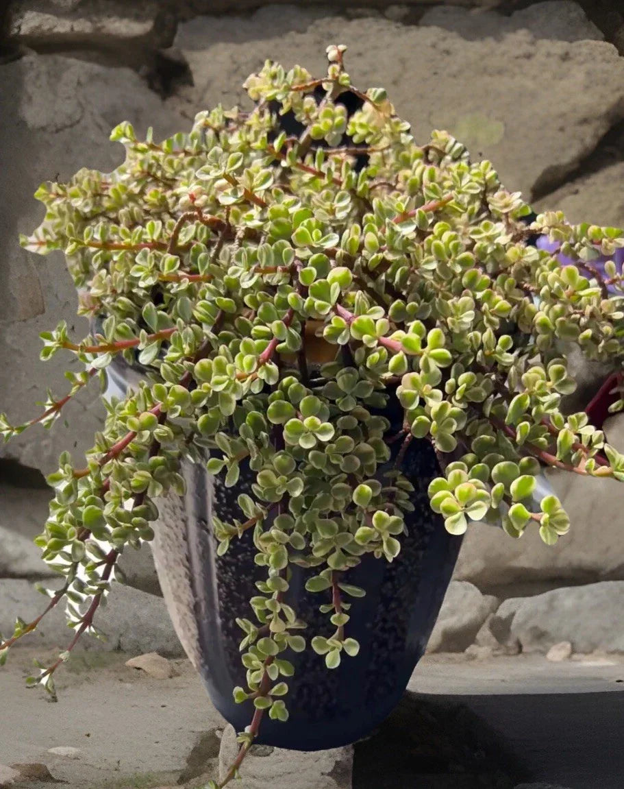Rainbow Variegated Elephant Bush Cuttings - Portulacaria afra Dwarf Jade Succulent - 2 Healthy Propagation Plants