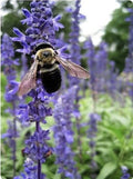 Hyssop Seeds 200+ Pack - Culinary & Medicinal Herb Hyssopus officinalis for Garden, Pot, Herb Garden