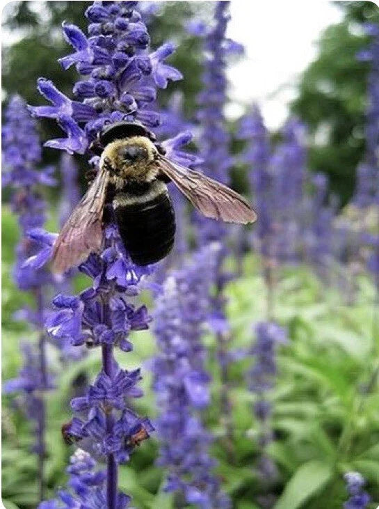 Hyssop Seeds 200+ Pack - Culinary & Medicinal Herb Hyssopus officinalis for Garden, Pot, Herb Garden