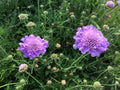 Scabiosa Seeds - Violet and White Mix - Pincushion Flower - Annual Garden Flower Seeds - Attracts Pollinators