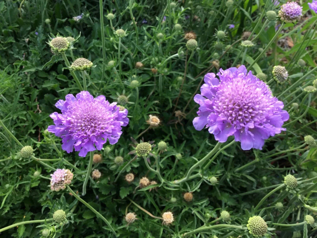 Scabiosa Seeds - Violet and White Mix - Pincushion Flower - Annual Garden Flower Seeds - Attracts Pollinators