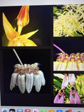Orchid Plant Bulb - 2 Small Rooted Bulbs - Bulbophyllum Surprise - Exotic Indoor Flowering Orchid
