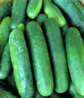Poinsett 76 Cucumber Seeds – Non-GMO, Pack of 60+ Cucumis sativus for Organic Gardening