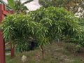 Mango Grafting Cuttings - Rosigold Variety - Fresh Scion Wood for Fruit Tree Propagation - Mangifera indica
