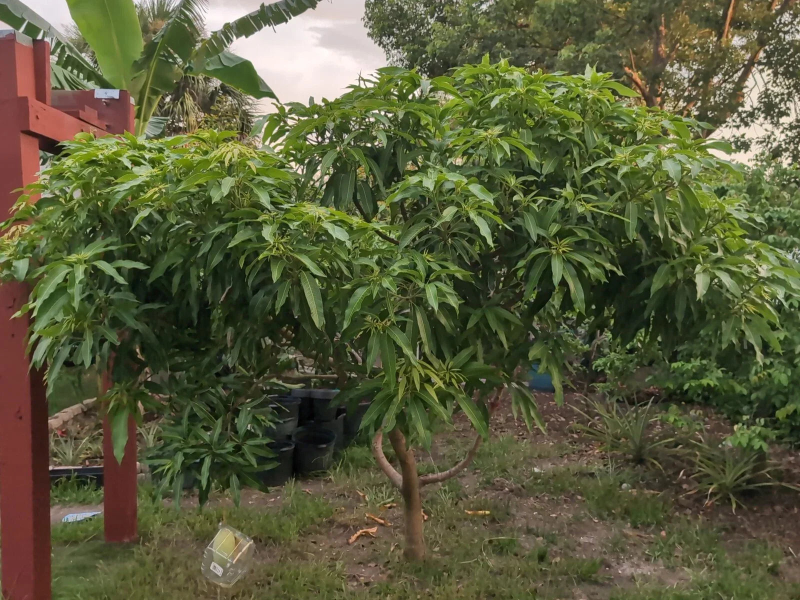 Mango Grafting Cuttings - Rosigold Variety - Fresh Scion Wood for Fruit Tree Propagation - Mangifera indica