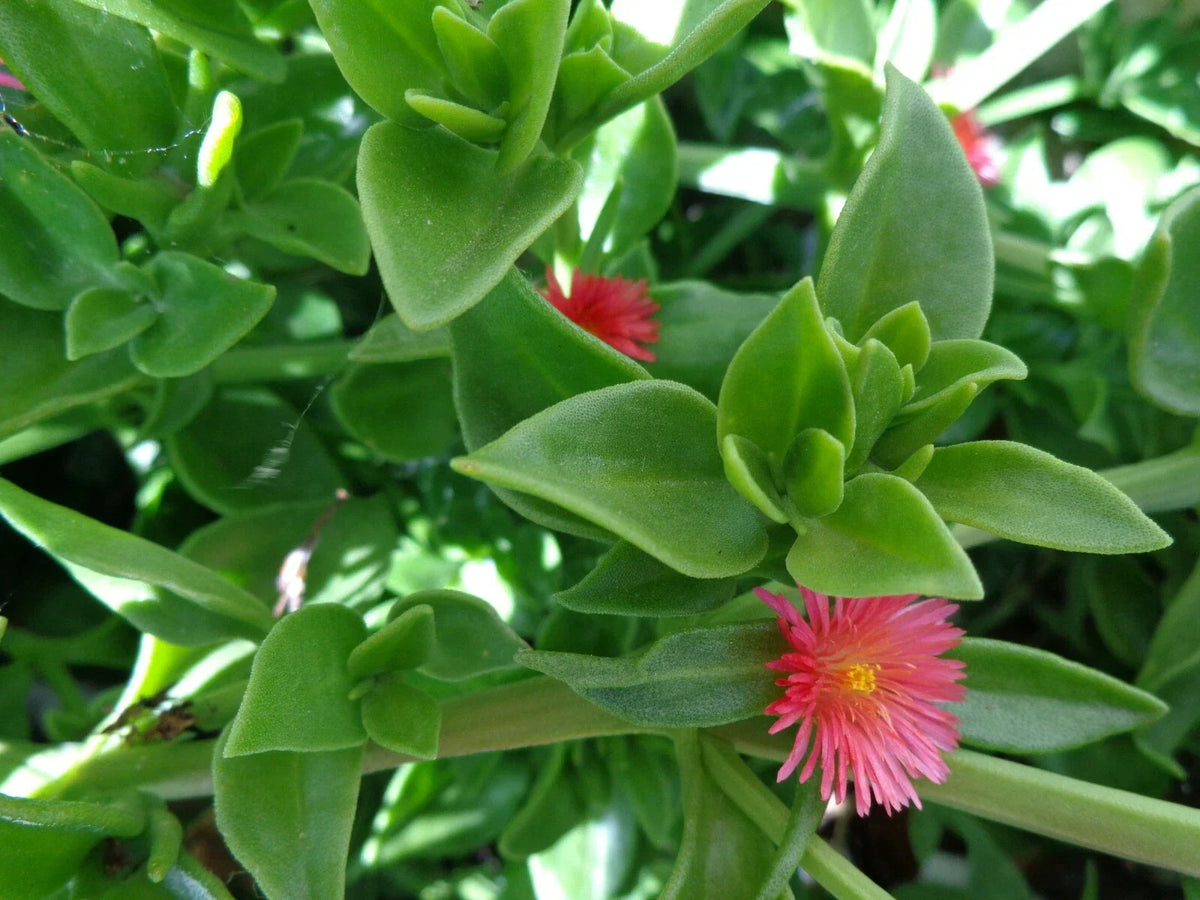 20 Aptenia cordifolia 'Red/Pink Apple Ice Plant' Cuttings - Baby Sun Rose Succulent 4"-7"