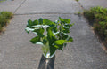 Okinawan Sweet Potato Cuttings - 6-Inch Slips for Garden & Container Planting - Ipomoea batatas