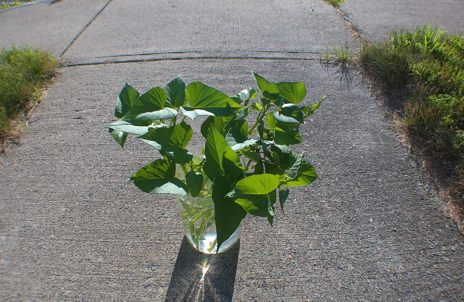 Okinawan Sweet Potato Cuttings - 6-Inch Slips for Garden & Container Planting - Ipomoea batatas