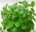 Organic Pennywort Herb Seeds, Centella asiatica, Non-GMO, Heirloom, Culinary & Medicinal, 50 Pack