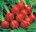 Early Scarlet Globe Radish Seeds – Non-GMO, Over 200 Seeds, Fast-Growing, Raphanus sativus, Perfect for Home Gardens & Vegetable Plots