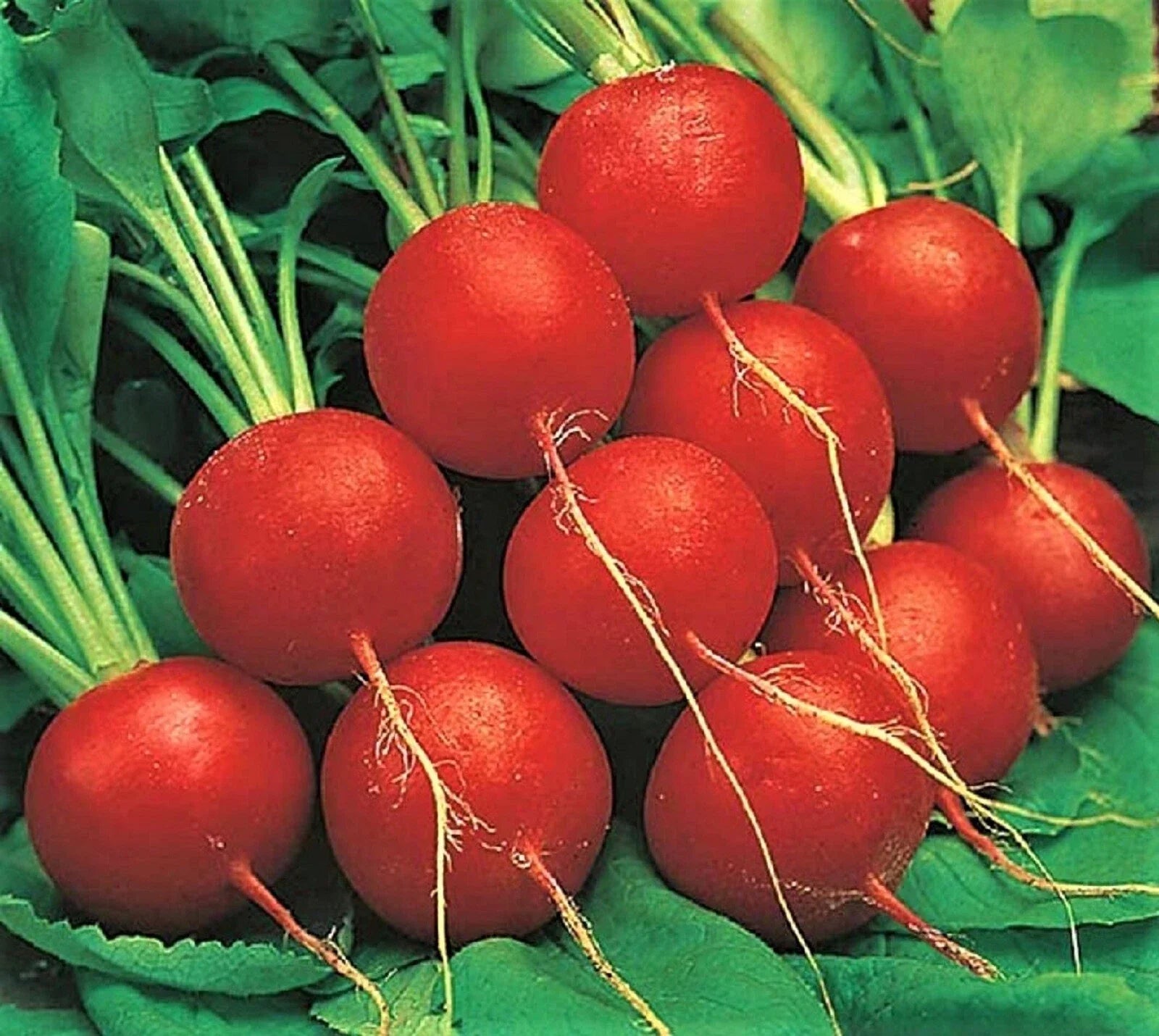 Early Scarlet Globe Radish Seeds – Non-GMO, Over 200 Seeds, Fast-Growing, Raphanus sativus, Perfect for Home Gardens & Vegetable Plots