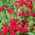 Coccinea Phlox Seeds - 100+ Pack - Vibrant Red & Pink Flowers - Phlox coccinea - USA Grown, Easy to Grow, Garden Flowers