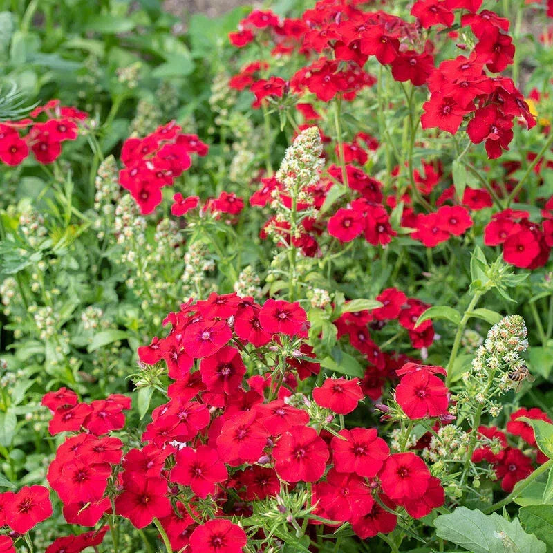 Coccinea Phlox Seeds - 100+ Pack - Vibrant Red & Pink Flowers - Phlox coccinea - USA Grown, Easy to Grow, Garden Flowers