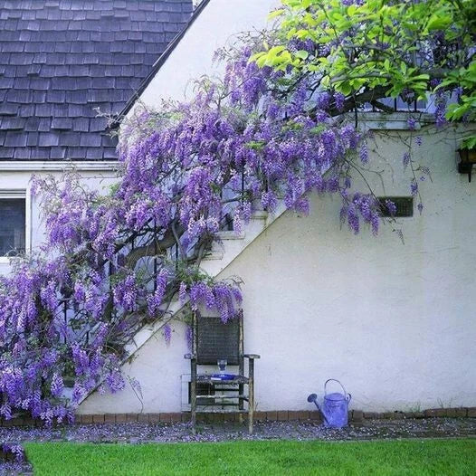 Japanese Wisteria Seeds - 10 Purple Floribunda Climbing Vine Seeds, Wisteria floribunda for Gardens & Trellises