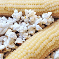Japanese White Hulless Popcorn Seeds | Ornamental Popping Corn | Zea mays | Non-GMO, Easy to Grow, 2025 Harvest