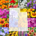 Utah Wildflower Seed Mix 1/4 Pound Bulk - Native Wildflowers for Garden, Meadow, Landscaping - Covers 800 sq ft