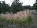 Feather Reed Grass Plugs, Karl Foerster, Ornamental Grass, Bare Root, Landscaping, Calamagrostis acutiflora, 6 Pack
