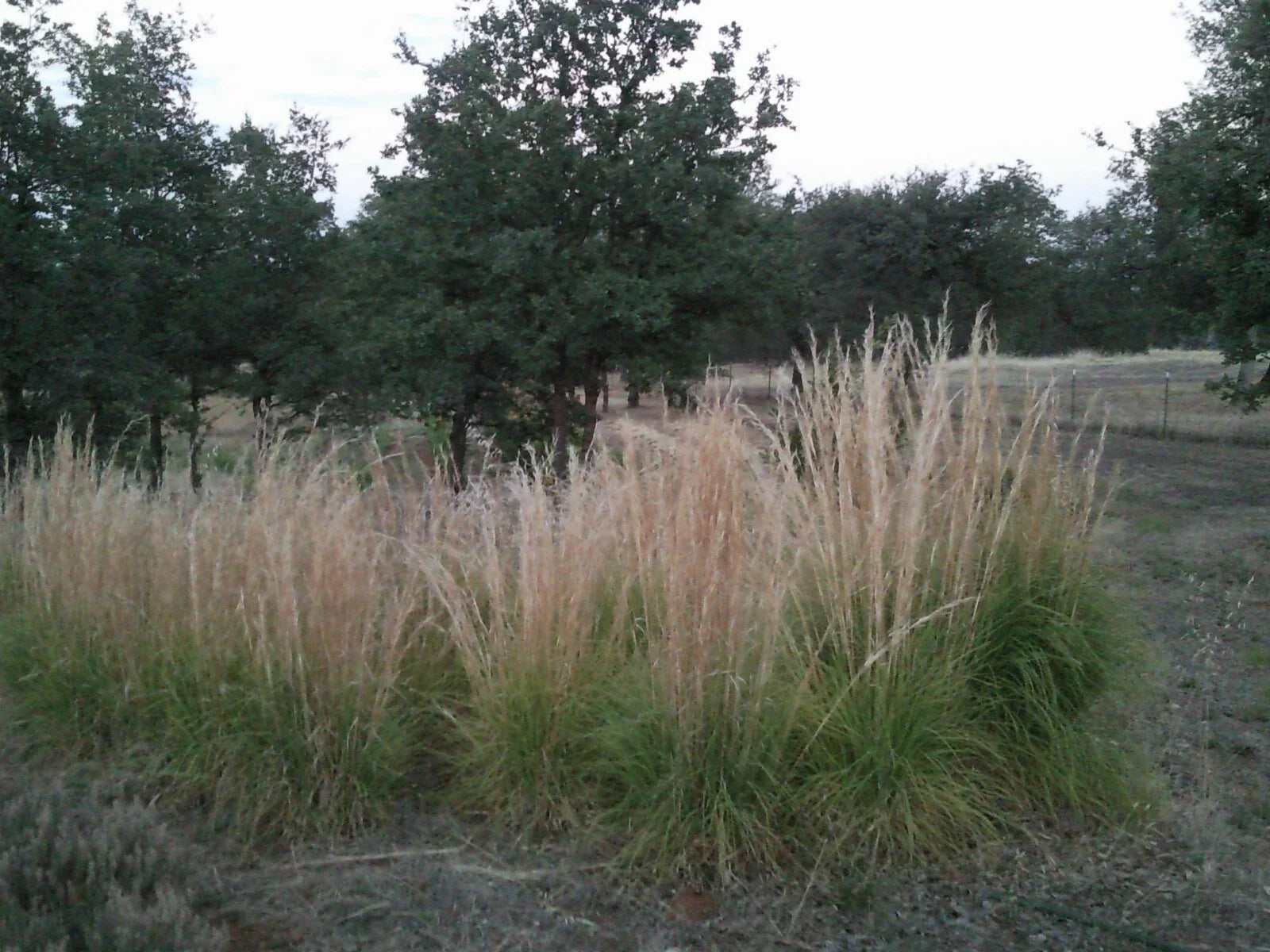 Feather Reed Grass Plugs, Karl Foerster, Ornamental Grass, Bare Root, Landscaping, Calamagrostis acutiflora, 6 Pack