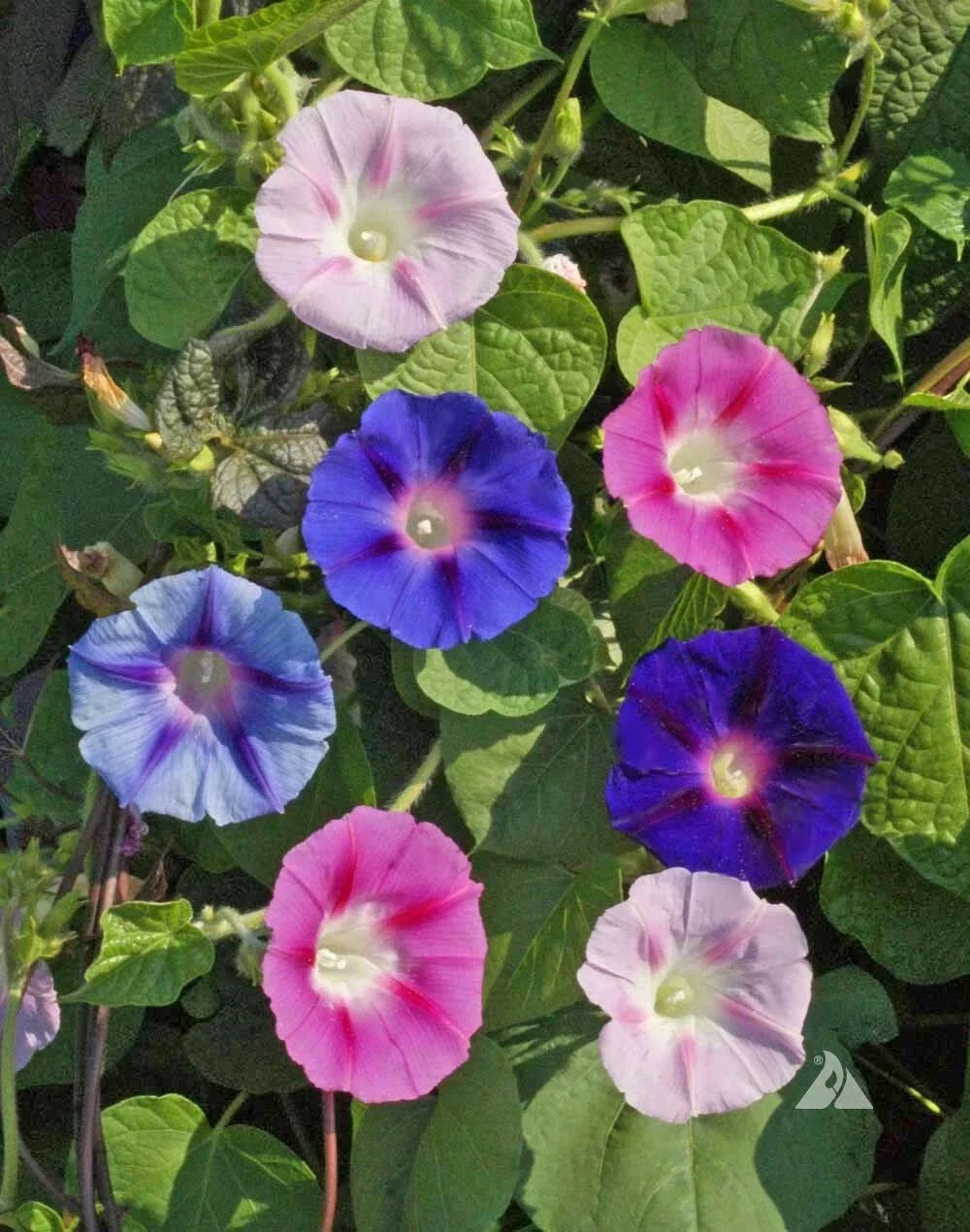 Bulk Morning Glory Seeds - 300 Non-GMO Ipomoea purpurea Pollinator & Hummingbird Attracting Seeds