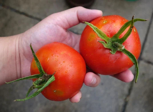 Bonny Best Tomato Seeds Bulk 100 Pack – Heirloom, Non-GMO, for Canning & Salads, Solanum lycopersicum, Home Garden, Indeterminate