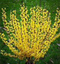 Forsythia Bush Live Plant - 10-12 Inch Bare Root with Bright Yellow Blooms - Forsythia × intermedia Garden Shrub