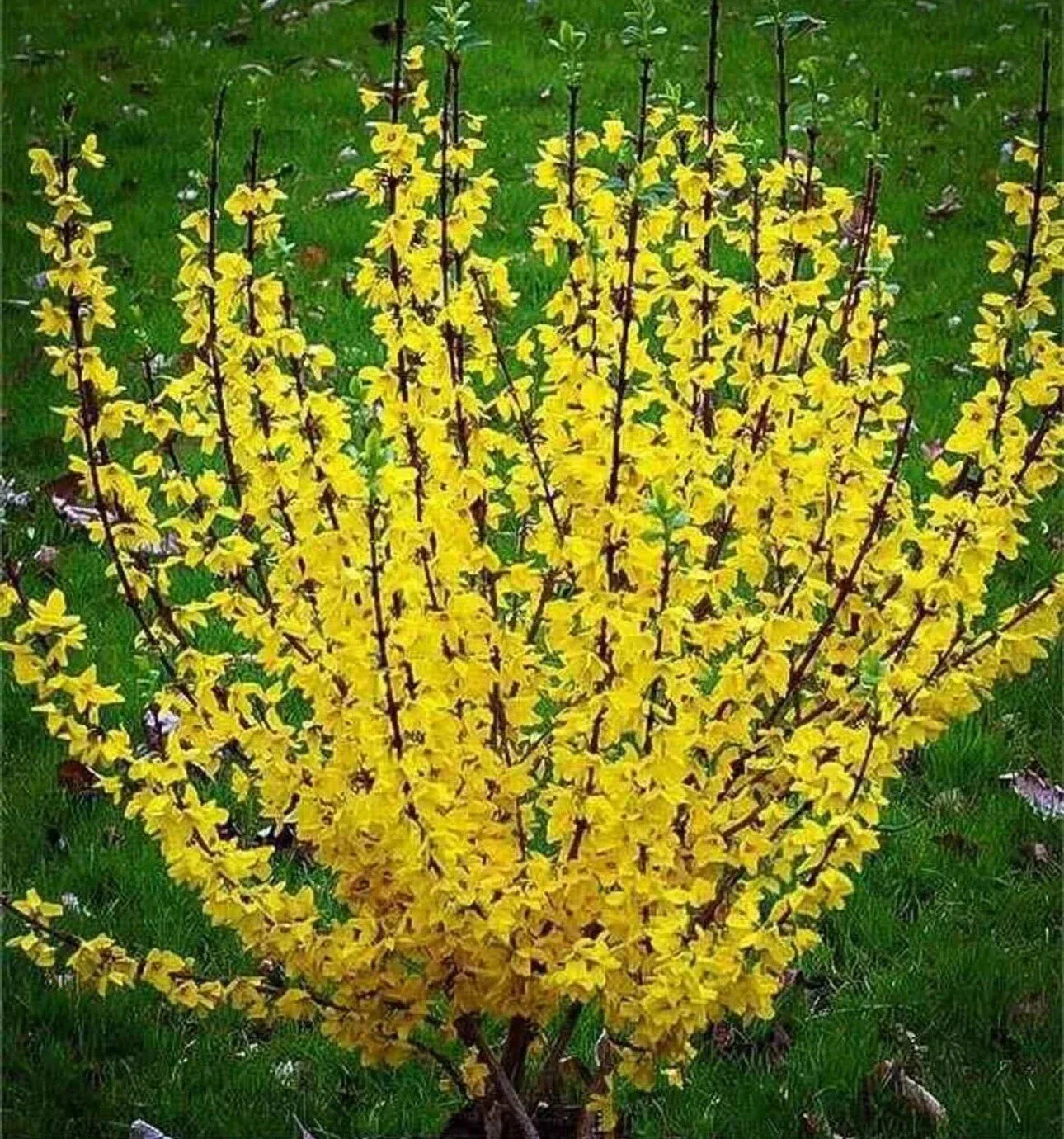 Forsythia Bush Live Plant - 10-12 Inch Bare Root with Bright Yellow Blooms - Forsythia × intermedia Garden Shrub