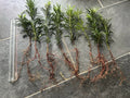Bare Root Podocarpus Macrophyllus Yew Shrub for Hedges & Accents, Evergreen Landscape Plant