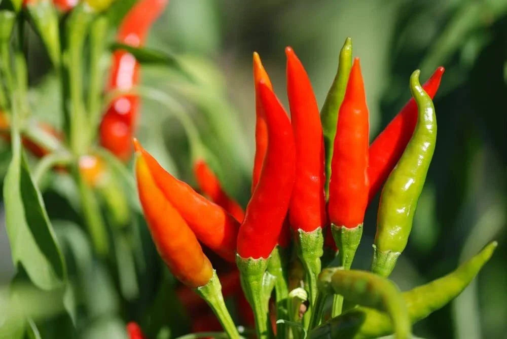 Tabasco Hot Pepper Seeds, Capsicum frutescens, Heirloom, Non-GMO, Spicy Variety for Planting