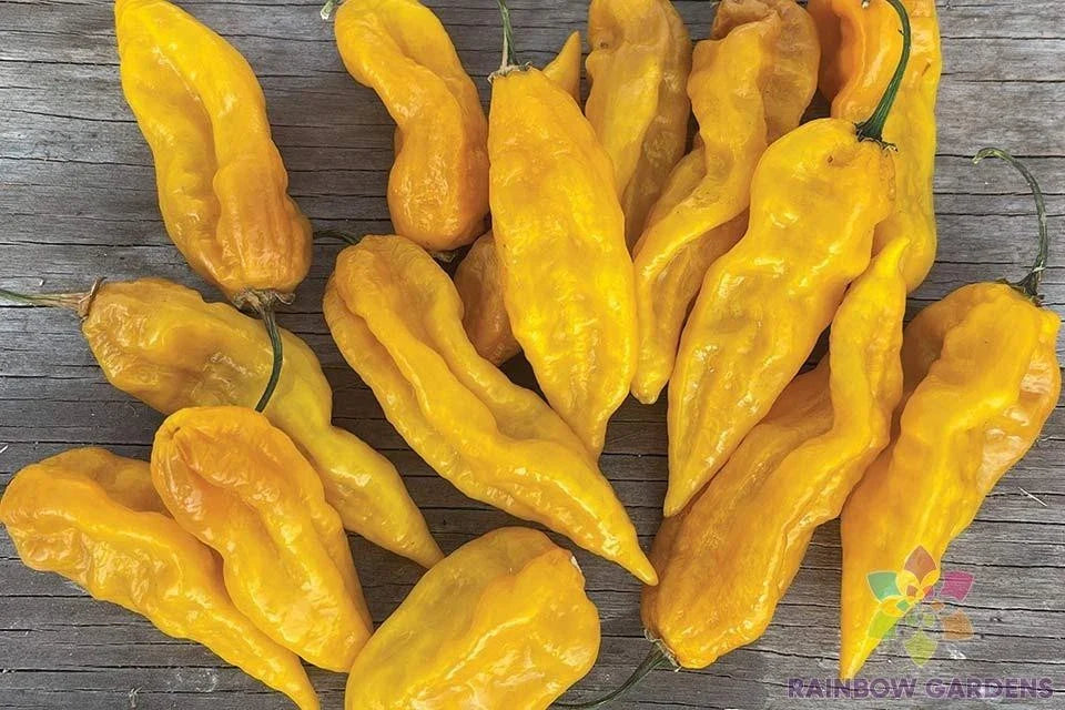 Fatalii Hot Pepper Seeds - 25+ Pack, Heirloom Capsicum chinense, Bright Yellow, USA Grown, Non-GMO, Spicy Hot Sauce & Salsa Seeds