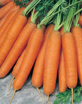 Scarlet Nantes Carrot Seeds - 200 Count Packet, Coreless, Plump, Fine Flavor, Daucus carota, Vegetable Garden Seeds