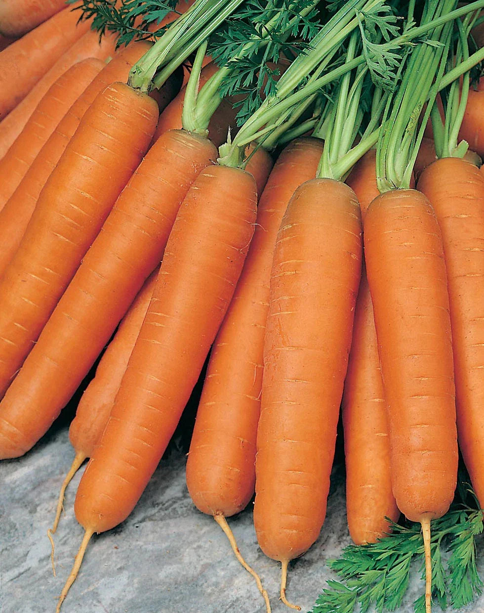 Scarlet Nantes Carrot Seeds - 200 Count Packet, Coreless, Plump, Fine Flavor, Daucus carota, Vegetable Garden Seeds