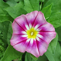 Dwarf Morning Glory Seeds | Heirloom Non-GMO | Ensign Variety | Ipomoea purpurea | Pink & White Flowers