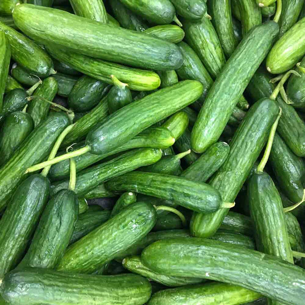 Beit Alpha Cucumber Seeds – Non-GMO Persian Variety for Vegetable Garden, Cucumis sativus, 50+ Seeds