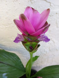 Pink Siam Tulip Plant Babies 2x - Curcuma Alismatifolia - Tropical Perennial for Indoor/Outdoor Gardens