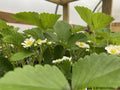 June Bearing Strawberry Plants - Bare Root, Fragaria × ananassa, 10 Plants for Outdoor Garden, Spring 2025
