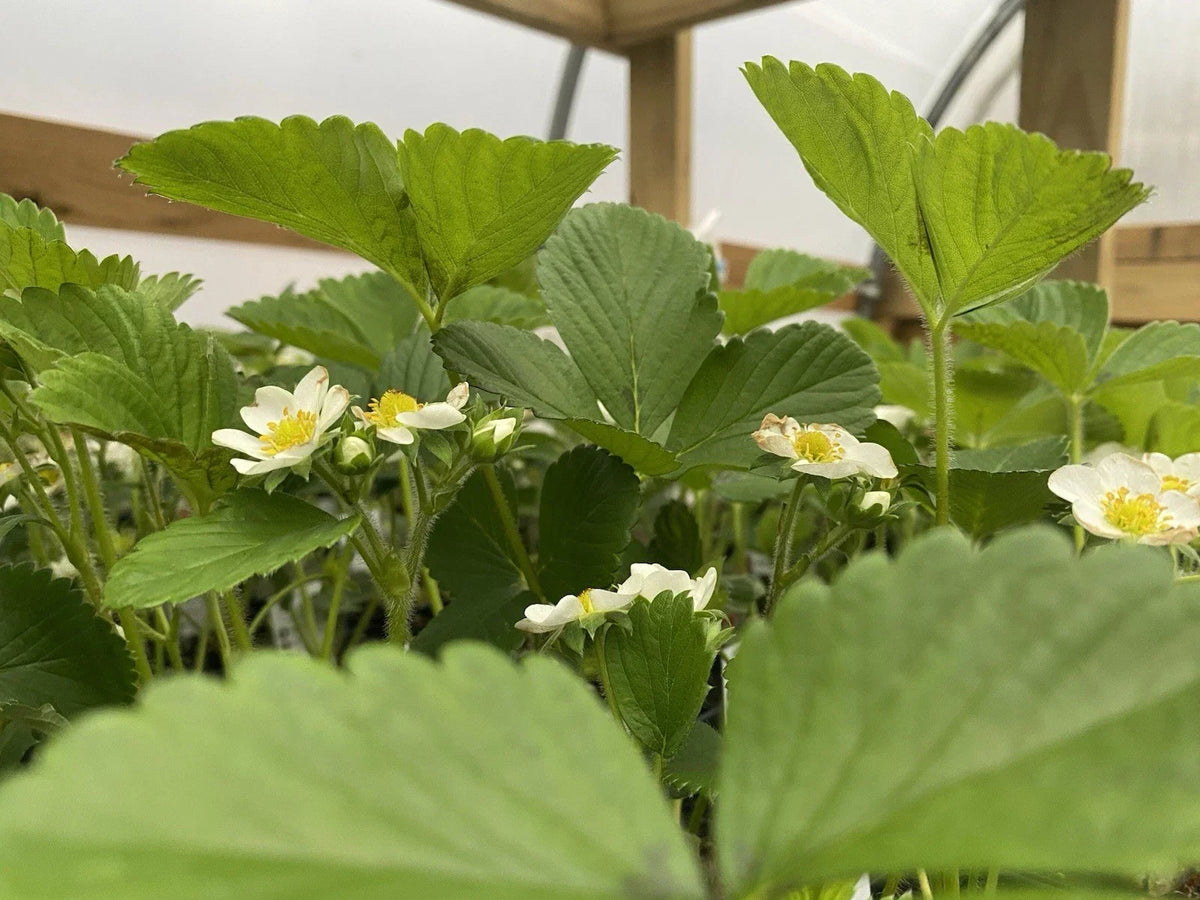 June Bearing Strawberry Plants - Bare Root, Fragaria × ananassa, 10 Plants for Outdoor Garden, Spring 2025